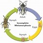 Hewan Apa Saja Yang Mengalami Metamorfosis Tidak Sempurna Berikan Contohnya